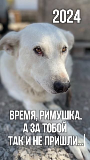 8 лет в приюте…наш Рим заслуживает быть домашним люби? смотреть онлайн