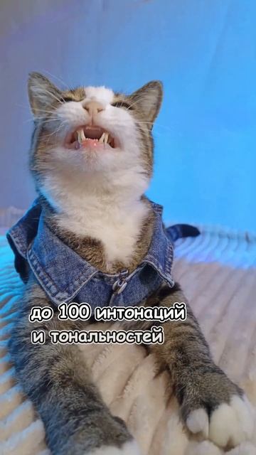 Сколько видов мяуканья есть у кота| #cat #смешныекоты #мя смотреть онлайн