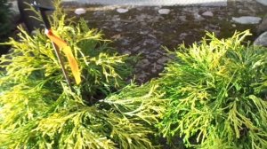 КИПАРИСОВИК ГОРОХОПЛОДНЫЙ - Filifera Aurea