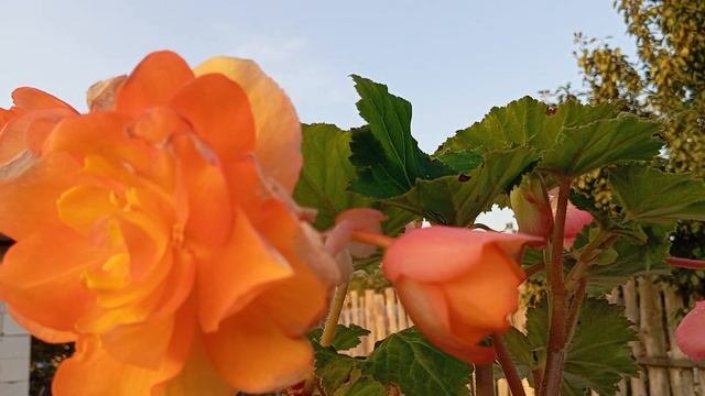 Бегония Пикоти Каскад Санрей (Begonia Picotee Cascade Sunray) смотреть онлайн