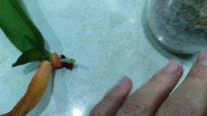 Нарастить корни орхидеи фаленопсис легко. Мой любимый