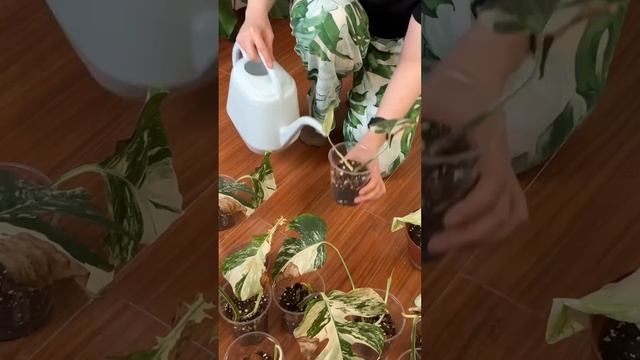 Что делать после укоренения черенков? #plants #цветывдоме смотреть онлайн