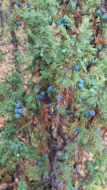 Можжевельник💫природа#красота смотреть онлайн