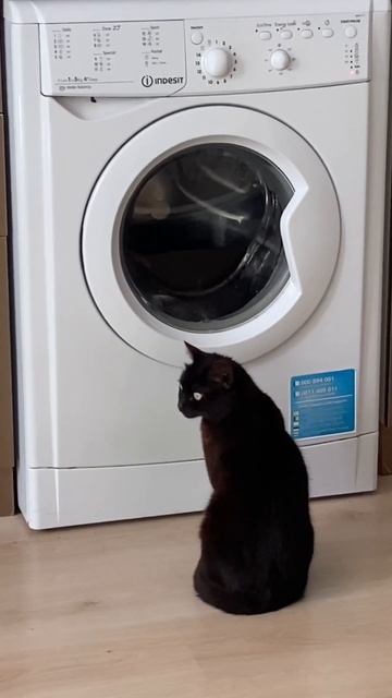 Кот ушел стирать белье #кот #кошки #домашниеживотные #ж смотреть онлайн