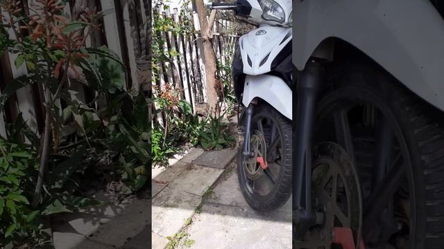 Кактус Опунция #афины смотреть онлайн