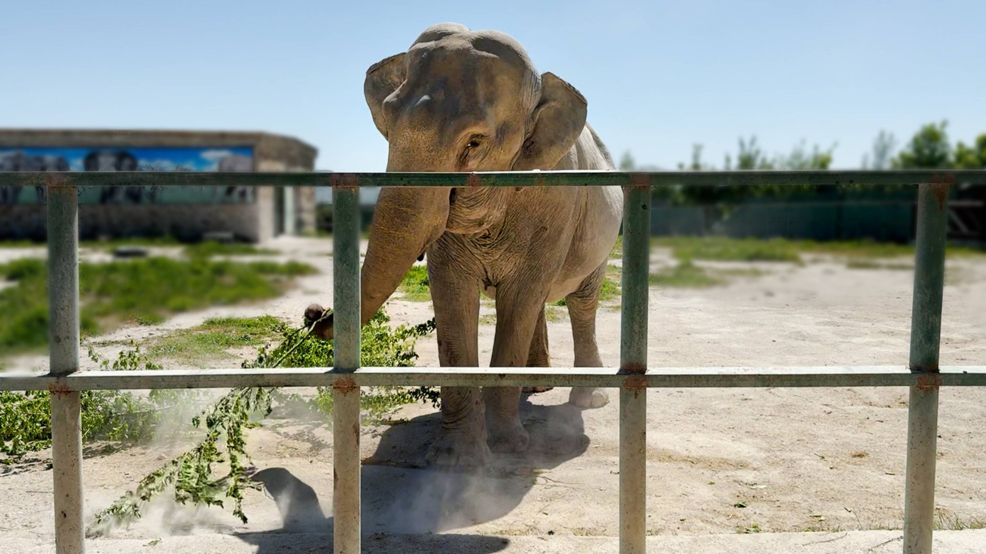 Как Магда устроила пыльный день, козлята прибежали рогами хвастаться, а зебры покрасились в зеленый! смотреть онлайн