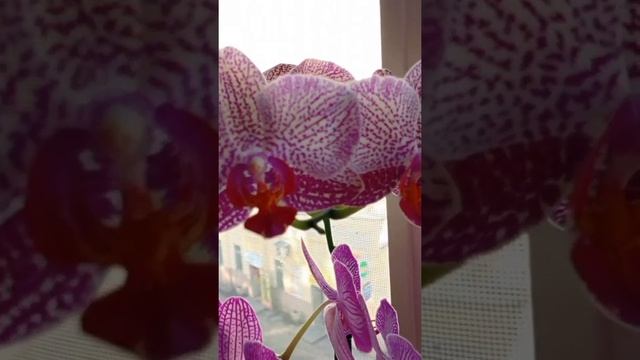 Осенне-зимнее цветение орхидей (архив 2024г.) #orchid смотреть онлайн