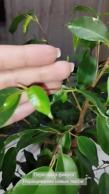 фикус наращивание листов #комнатныерастения #фикусы #? смотреть онлайн