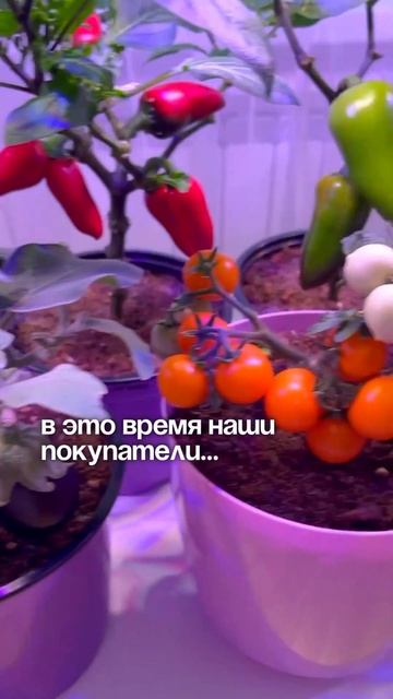 Заказать стеллаж можно на нашем сайте best-gryadka.ru #дачаса смотреть онлайн