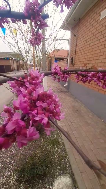 Как же называется это цветущее деревце? #spring смотреть онлайн