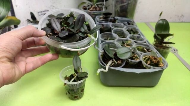 Когда и как зацветут новые сорта орхидей? Phalaenopsis Crystal gi смотреть онлайн
