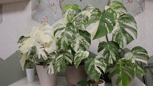 Монстеры альба