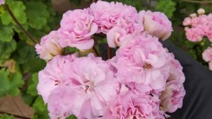 #784. Цветение новинки ЮГ Роскошь лета