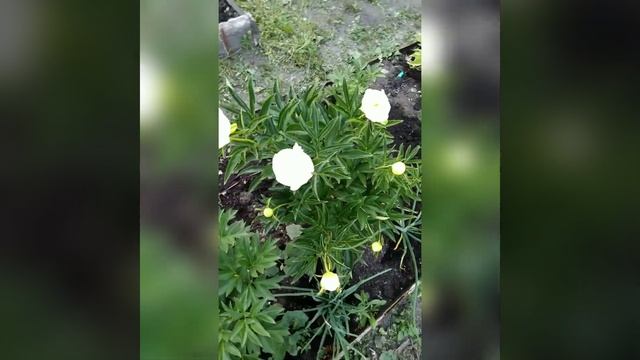 сорт Мисс Америка вечер смотреть онлайн