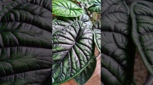 Алоказия Шкура Дракона