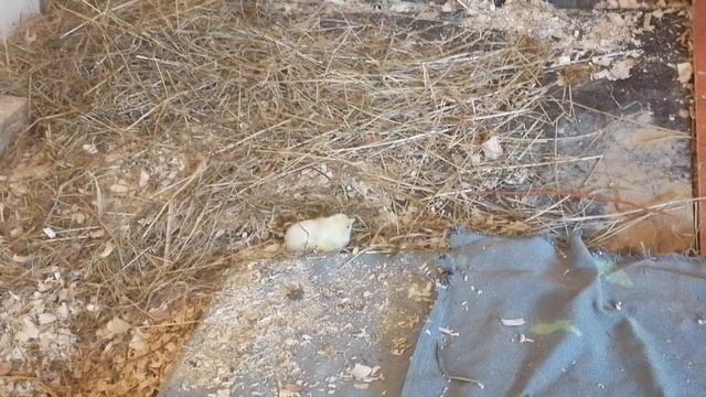 мои куры,,🐔 лето -2025