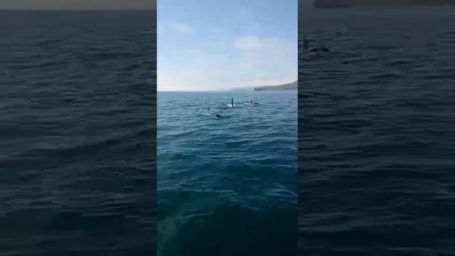 Косатки на Камчатке)) смотреть онлайн