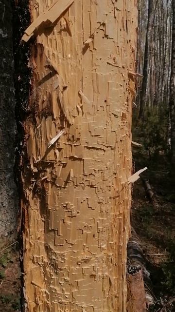 #дятел #весна #лес #березка #май смотреть онлайн