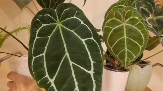 Антуриум гибрид Clarinervium & Crystallinum и его родители.