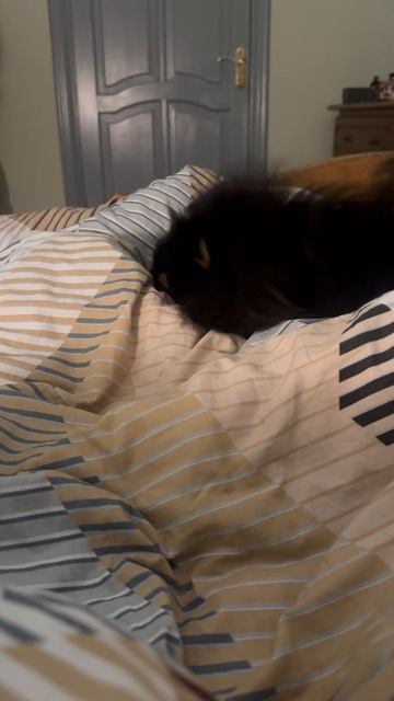 Там кто то есть😂😂🥰 #нюша #шпиц #puppy #смешныеживотные смотреть онлайн