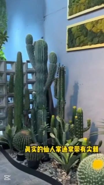 Искусственные кактусы смотреть онлайн