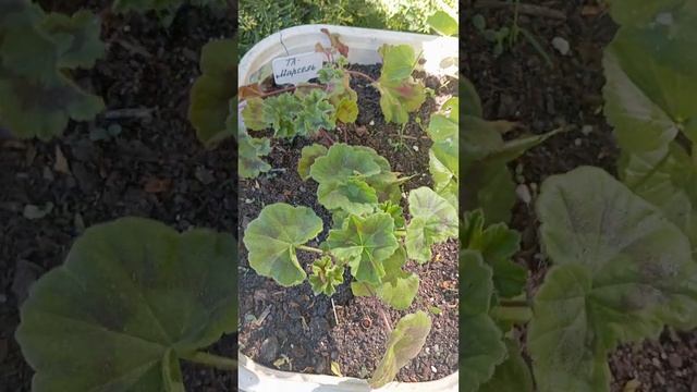 Пеларгонии пережили 3 дня заморозок) я их конечно же ук смотреть онлайн