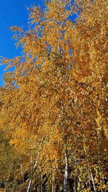 Березы. Желто синие краски осени.Birches. Yellow and blue colors of autu смотреть онлайн