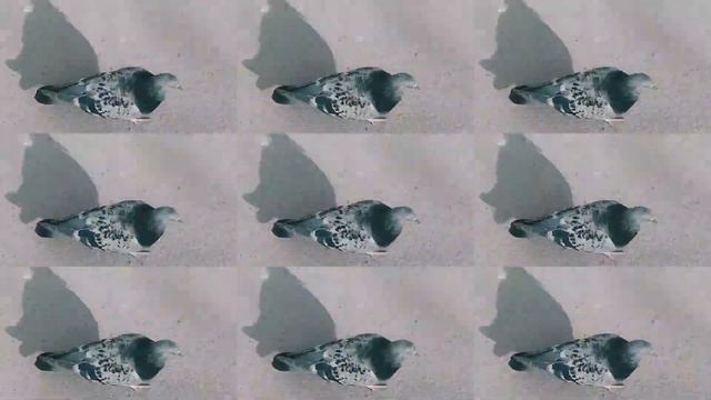 Реп про голубей. Алексей Окунев (репер АПАСНЫЙ ОКУНЬ) #реп #приколы смотреть онлайн