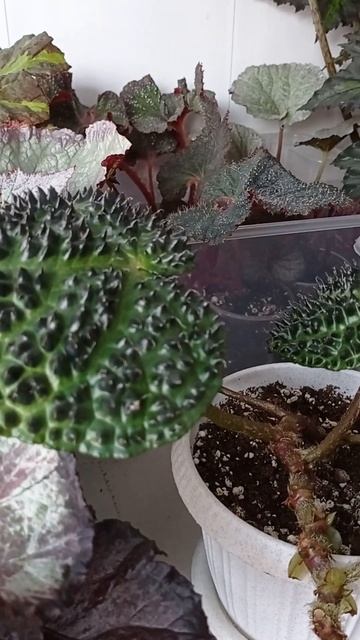 Бегонии. #обзорцветов #цветок #бегонии смотреть онлайн