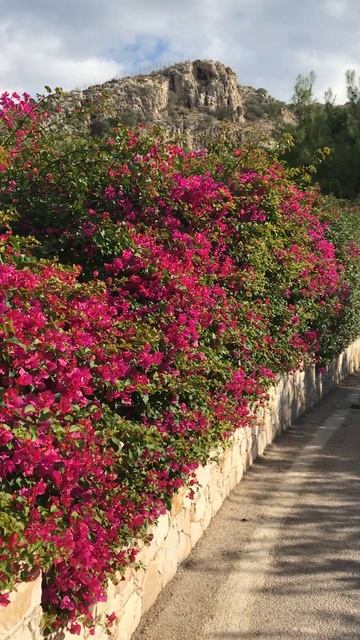 Бабочки на юге Афин #жизнь #красота #природа смотреть онлайн