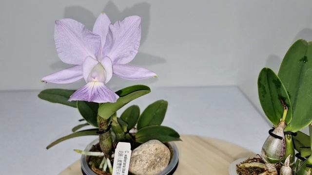 C.walkeriana. Первое цветение, уход.  #cattleya #walkeriana #orchid
