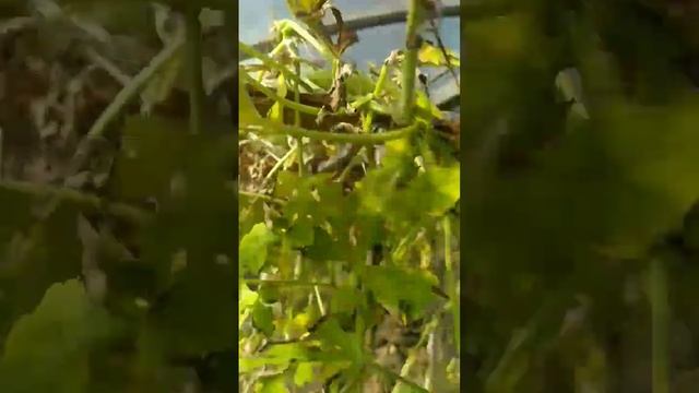 #сибирь #дача #омск #история одного арбуза гиганта из т? смотреть онлайн