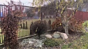 Чем отличаются сосны Мугус и Пумилио. Почему мои сосны