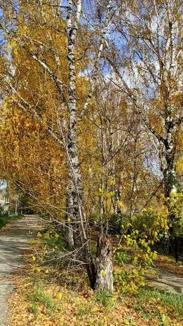 ой, березы ❤❤❤#природа #куса #березы #осень#городок смотреть онлайн