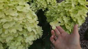 Гортензия Граффити. Самый крупный цветок. 06.08.24