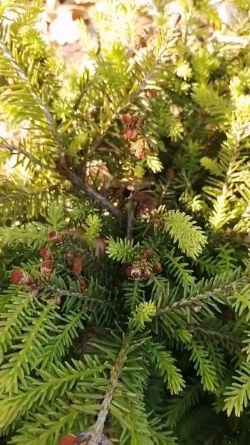 так интересно растёт низкорослая ель красными иголоч? смотреть онлайн