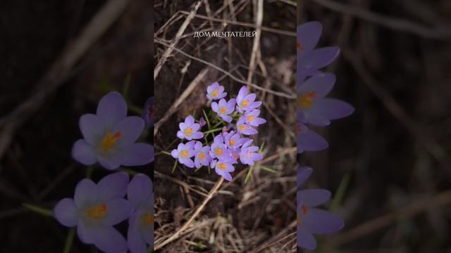 #весна #подснежники #первоцветы #природа смотреть онлайн