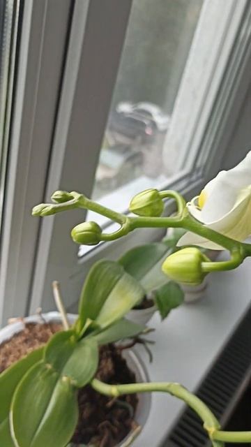 Цветущая орхидея смотреть онлайн