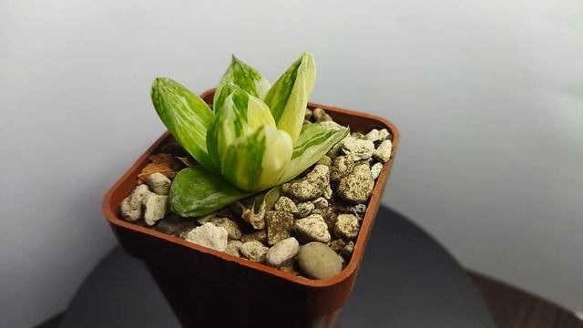 Кактусы и суккуленты. Новогодние Обновления. УХОД ЗА К смотреть онлайн