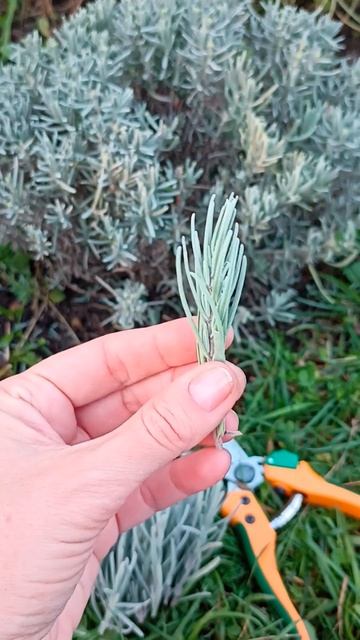 Живцювання лаванди восени🌱Лаванда сорт Манстед🪻Об? смотреть онлайн