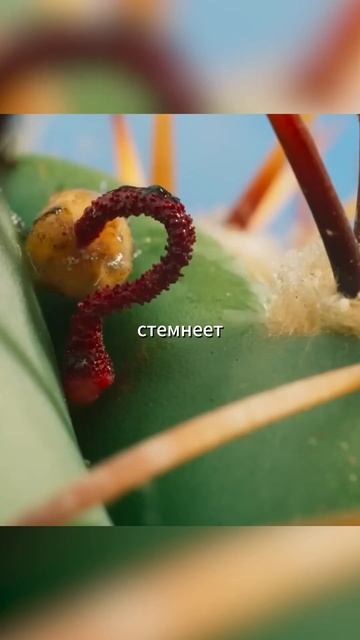 Если вы увидите эти цветы на кактусах то знайте это... #? смотреть онлайн