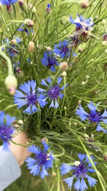 #птицы #природа #лес #цветы #васильки смотреть онлайн