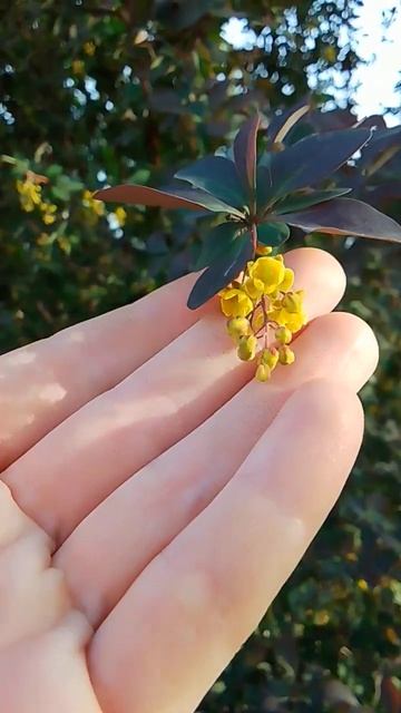 💛🌼 цветение барбариса, бабушкин сад смотреть онлайн