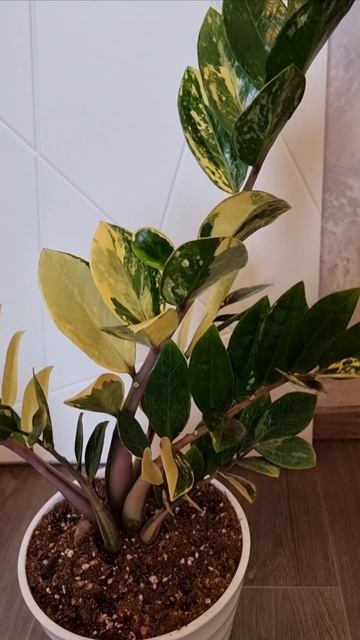 Шорт лив еллоу смотреть онлайн