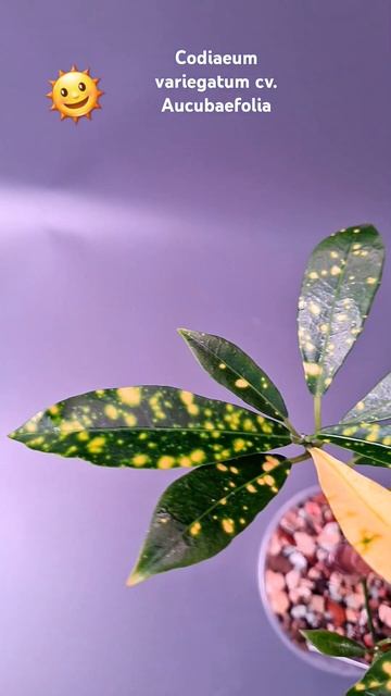 Кротон аукуболистный Codiaeum variegatum cv. Aucubaefolia - солнечный? смотреть онлайн