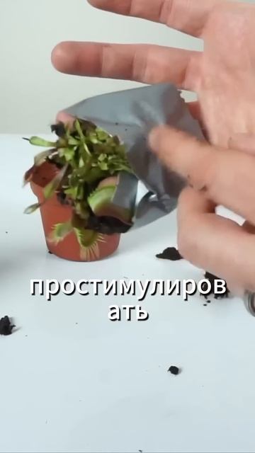 Может ли хищный цветок переварить человека? Венерина ? смотреть онлайн