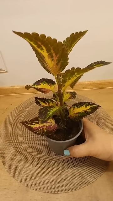 Обзор моих колеусов по сортам смотреть онлайн