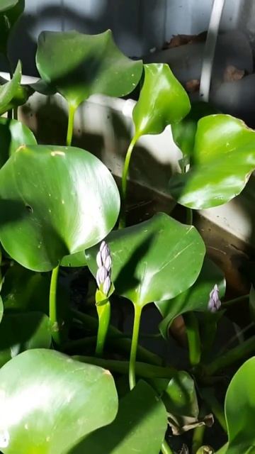 Водный геоцинт. смотреть онлайн