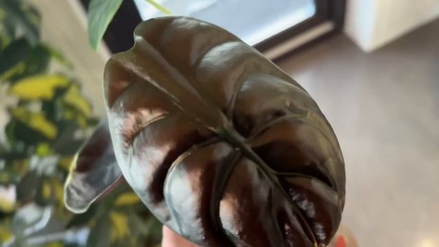 Видео дневник ОРХОМАНА . Первые роспуски , пересадки , ? смотреть онлайн