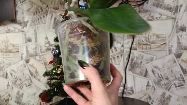 Орхидея Miki Crown | Сравниваем с PF-5018 Starfish садовника Profar смотреть онлайн